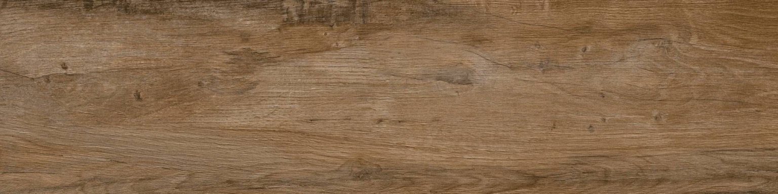 Nebraska Oak 20 mm
