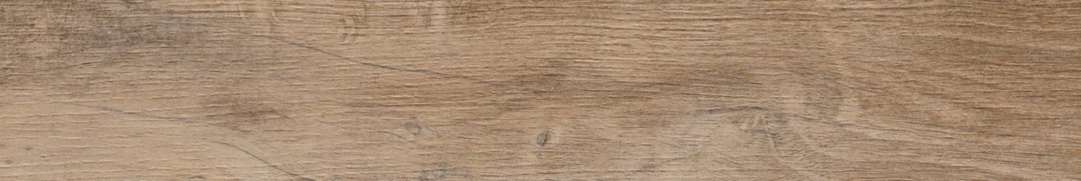 Nebraska Elm